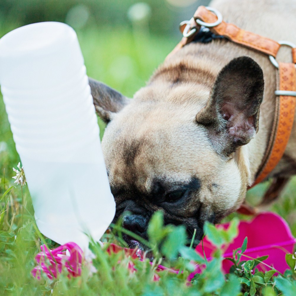 pets water bottle