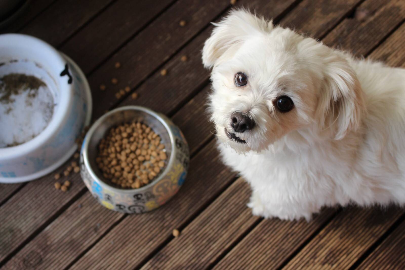 Pourquoi votre chien est-il pointilleux sur la nourriture ?