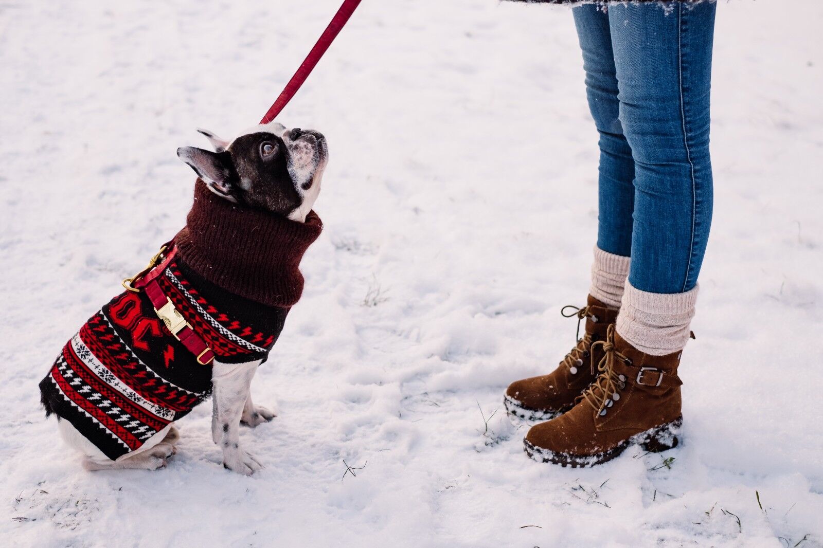 Quel temps fait-il lorsque les chiens doivent porter des vêtements ?