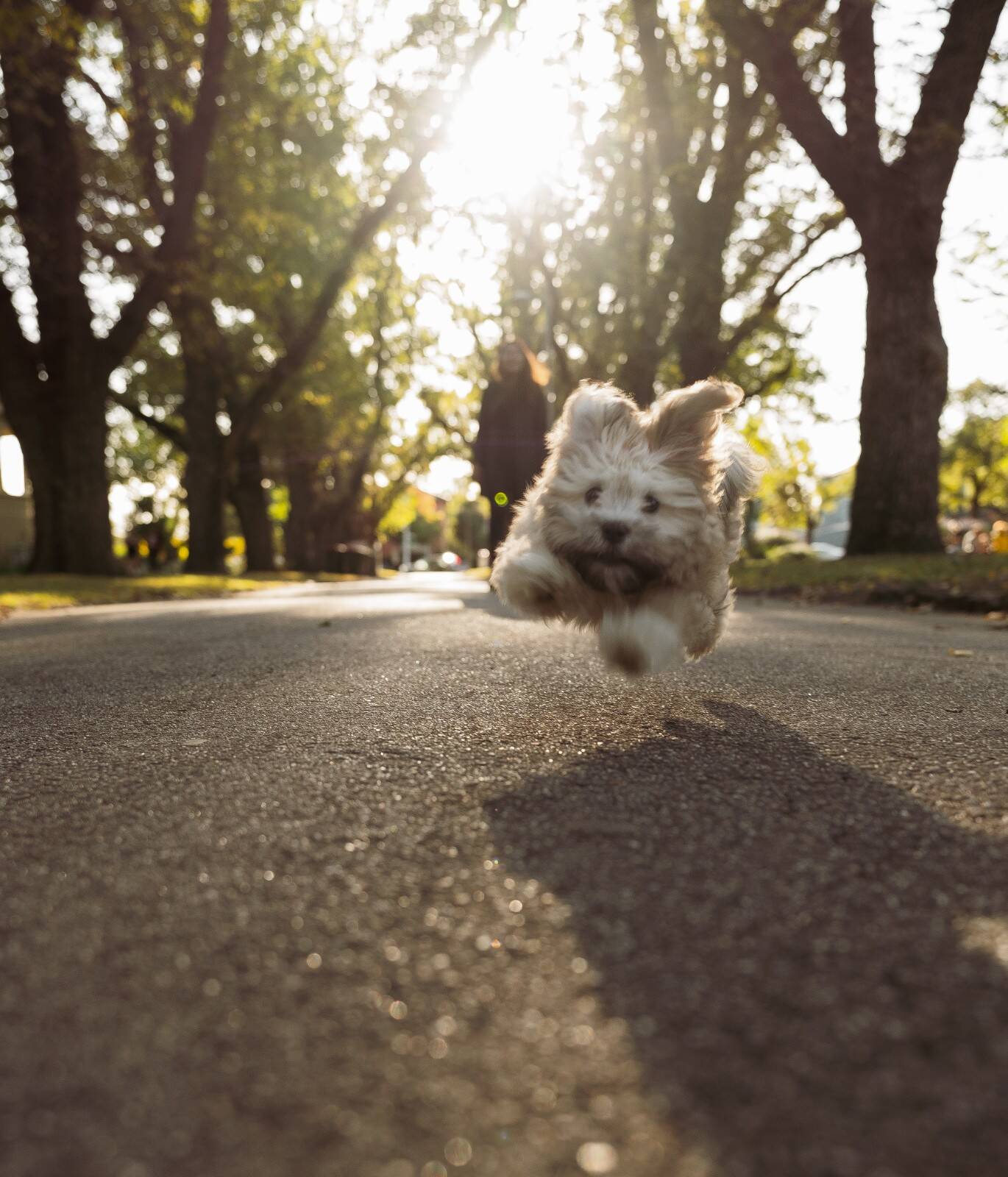 Êtes-vous sûr de pouvoir courir plus vite que votre chien ?