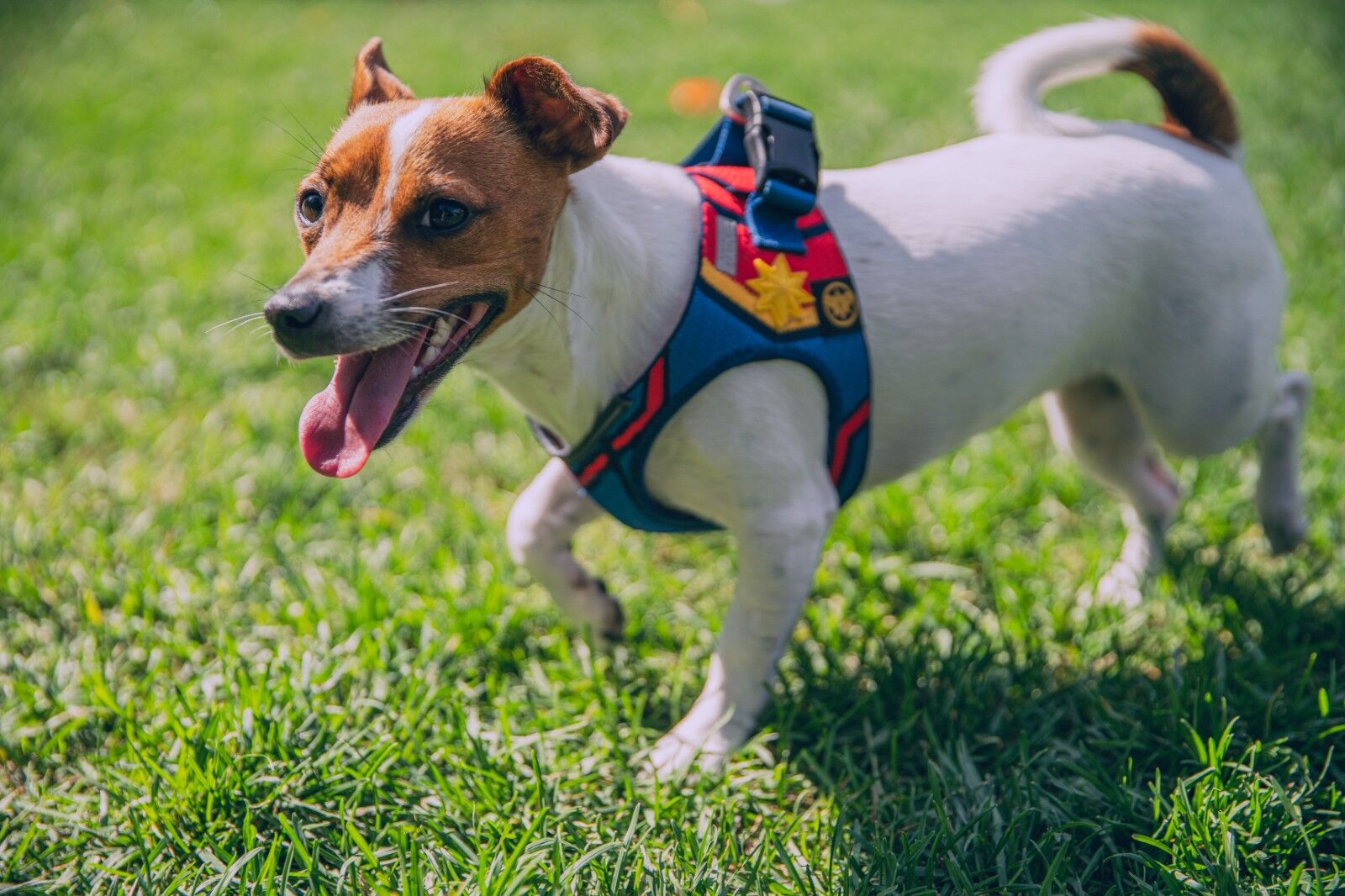 Pouvez-vous laisser le harnais de votre chien toute la journée ?